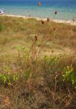 Daucus carota. Высохшие отплодоносившие растения на склоне дюны. Болгария, Бургасская обл., г. Несебр, природный заказник \"Песчаные дюны\", закреплённая дюна. 15.09.2021.