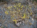 Cousinia karatavica. Цветущее растение. Казахстан, Чу-Илийские горы, южнее спуска с перевала Курдай. 21.06.2022.