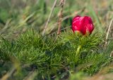 Paeonia tenuifolia. Цветущее растение. Краснодарский край, м/о г. Новороссийск, вершина 429, остепнённый луг. 10.04.2024.