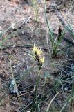 Carex physodes