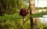 Rubus caesius