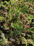 Cryptomeria japonica. Ветвь c прошлогодними шишками. США, Калифорния, Сан-Франциско, ботанический сад. 14.02.2014.