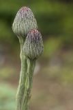 Leibnitzia anandria