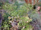 Cousinia × pavlovii. Цветущее растение. Казахстан, Чу-Илийские горы, близ перевала Курдай. 21.06.2022.