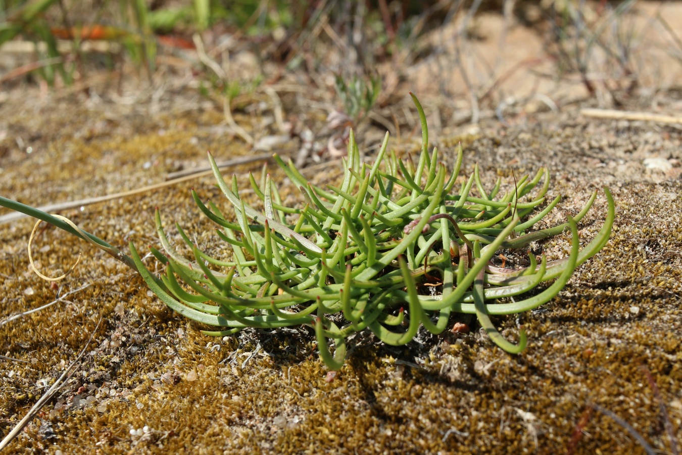 Image of Plantago maritima specimen.