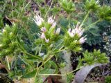 Cousinia × pavlovii. Часть соцветия. Казахстан, Чу-Илийские горы, близ перевала Курдай. 21.06.2022.