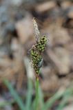 Carex ericetorum