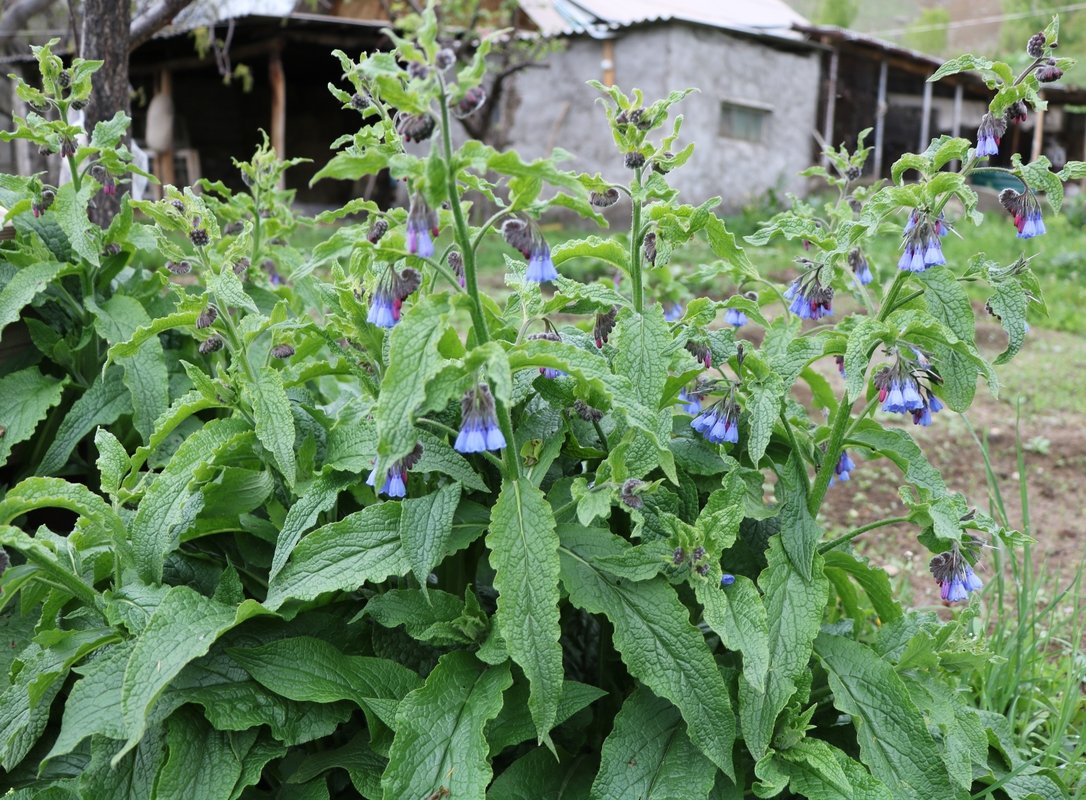 Изображение особи Symphytum asperum.