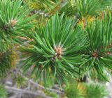 Pinus sylvestris подвид hamata. Верхушка побега. Кабардино-Балкария, Эльбрусский р-н, долина р. Юсеньги, ок. 2400 м н.у.м., среди каменистого субальпийского луга. 25.08.2017.