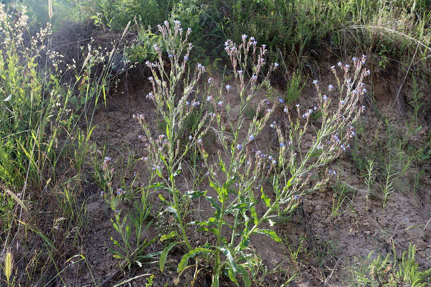 Изображение особи Anchusa azurea.