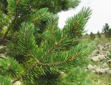 Pinus sylvestris подвид hamata. Верхушка ветви. Кабардино-Балкария, Эльбрусский р-н, долина р. Юсеньги, ок. 2400 м н.у.м., среди каменистого субальпийского луга. 25.08.2017.