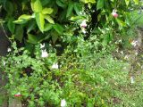 Salvia coccinea