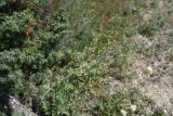 Artemisia absinthium. Цветущее растение. Кабардино-Балкария, Эльбрусский р-н, левый берег р. Баксан, окр. с. Былым, выс. 1100 м н.у.м., сухой остепнённый участок. 25 июля 2022 г.