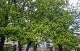 Crataegus chlorosarca. Крона плодоносящего дерева. Сахалин, г. Южно-Сахалинск, в культуре. 25.08.2023.
