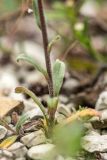 Buglossoides arvensis. Нижняя часть цветущего растения. Краснодарский край, м/о г. Новороссийск, южный склон Маркотхского хребта, каменистый склон. 02.05.2021.