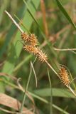Carex serotina