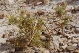 Ochradenus baccatus. Цветущее растение. Египет, Синай, окр. Нувейбы, Цветной каньон, каменистый склон. 20.02.2009.