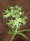 Valerianella dactylophylla