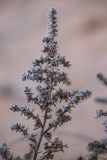 Salsola pontica. Верхушка растения с отплодоносившими соплодиями. Крым, г. Феодосия, песчаный пляж. 03.01.2021.