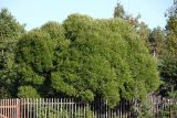 Salix fragilis var. sphaerica