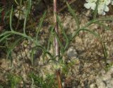 Lomelosia argentea