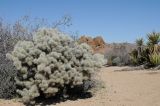 Cylindropuntia echinocarpa. Вегетирующее растение. США, Калифорния, Joshua Tree National Park, пустыня Колорадо. 01.03.2017.