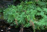 Sorbaria sorbifolia. Плодоносящее растение. Сахалин, г. Южно-Сахалинск, в парке, берег ручья. 25.08.2023.