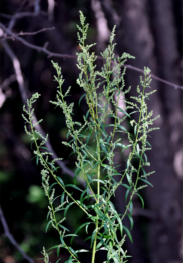 Изображение особи Artemisia umbrosa.