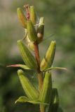 Oenothera rubricaulis