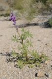 Lupinus arizonicus. Цветущее растение. США, Калифорния, Joshua Tree National Park, пустыня Колорадо. 01.03.2017.