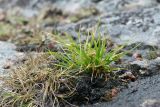 Carex serotina