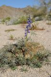 Lupinus sparsiflorus. Цветущее растение. США, Калифорния, Joshua Tree National Park, пустыня Колорадо. 01.03.2017.
