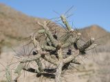 Cylindropuntia ramosissima. Ветвь. США, Калифорния, Joshua Tree National Park, пустыня Колорадо. 01.03.2017.