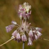 Allium paniculatum