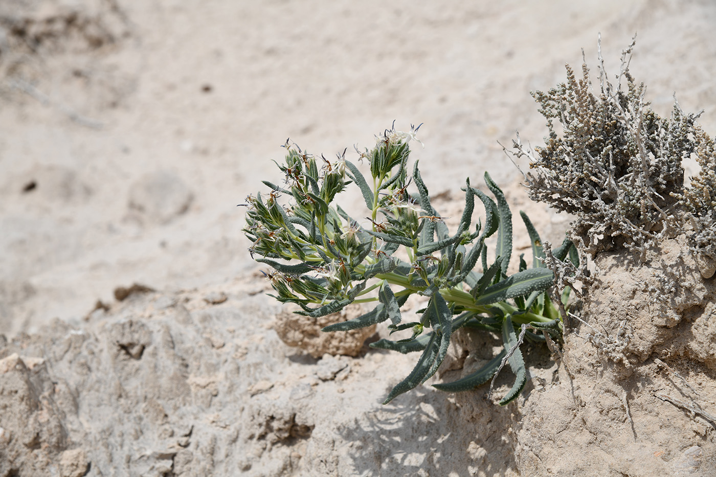 Изображение особи Caccinia macranthera.
