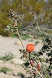 Sphaeralcea ambigua. Верхушка побега с цветком и бутонами. США, Калифорния, Joshua Tree National Park, пустыня Колорадо. 01.03.2017.