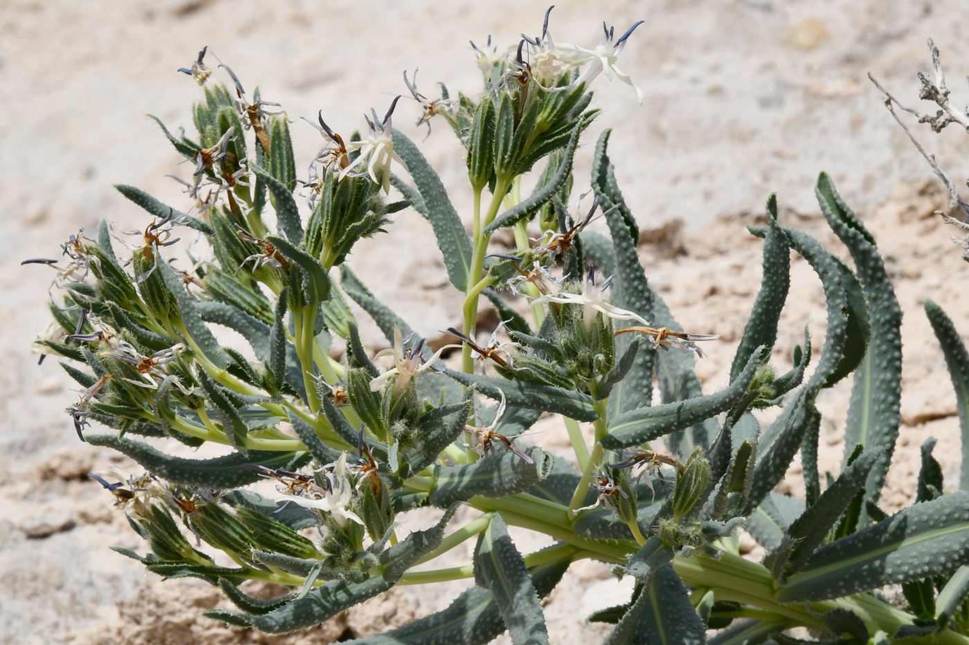 Изображение особи Caccinia macranthera.