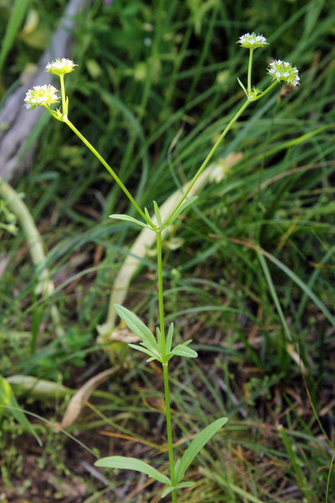 Image of Valerianella dactylophylla specimen.