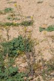 Descurainia pinnata. Цветущее и плодоносящее растение. США, Калифорния, Joshua Tree National Park, пустыня Колорадо. 01.03.2017.