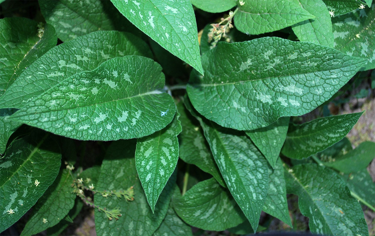 Изображение особи Symphytum grandiflorum.