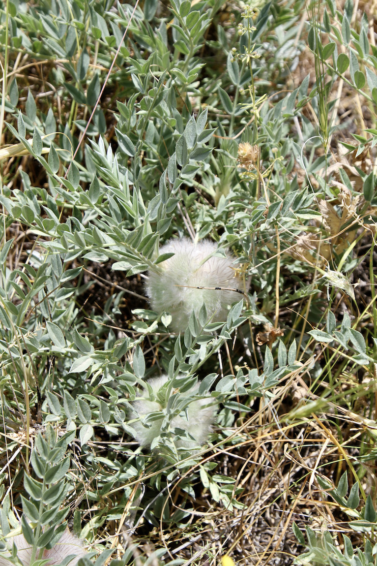 Image of Astragalus lasiostylus specimen.