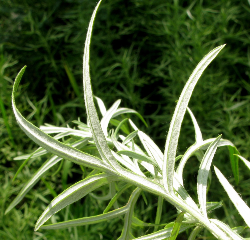 Изображение особи Artemisia umbrosa.