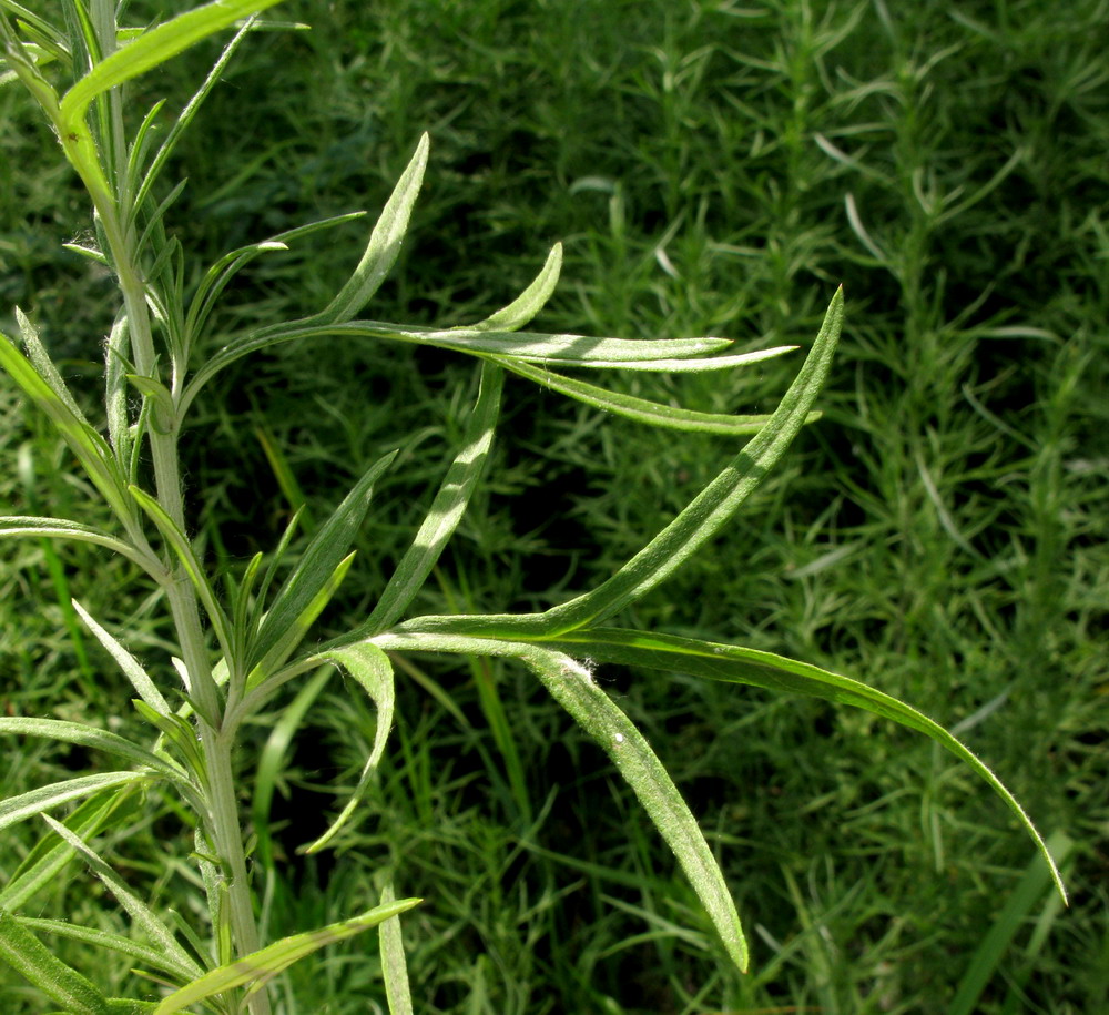 Image of Artemisia umbrosa specimen.