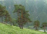 Pinus sylvestris подвид hamata. Взрослые деревья. Северная Осетия, гор. округ Владикавказ, окр. с. Ниж. Ларс, гора Час. 20.06.2021.
