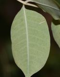 Sclerocarya birrea