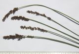 Carex paniculata