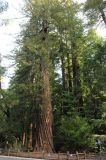 Sequoia sempervirens. Ствол и нижняя часть кроны средневозрастного дерева. США, Калифорния, Big Basin Redwood State Park. 26.02.2015.