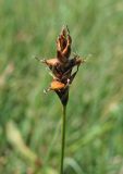 Carex dioica