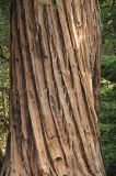 Sequoia sempervirens. Часть ствола. США, Калифорния, Big Basin Redwood State Park. 26.02.2015.