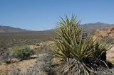Yucca schidigera. Вегетирующее растение. США, Калифорния, Joshua Tree National Park, пустыня Колорадо. 01.03.2017.